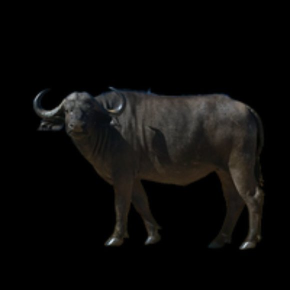 Meet Grace - Picture 2 of 2